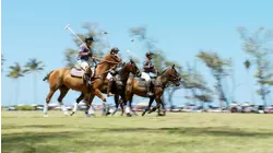 Weiner Dogs to the Rescue