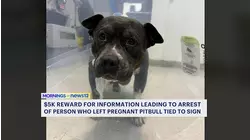 $5K offered for info leading to arrest of person who abandoned pregnant pitbull in Waterbury