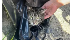 Cat abandoned in crate overnight in Seymour; animal control seeks public's help