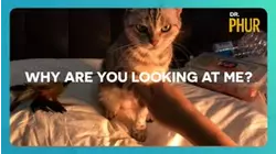 Why Are You Looking at Me?