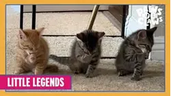 Paws VS. Claws | Little Legends