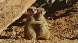 The More The Merrier