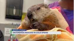 Cold Spring Groundhog rescue an example of wildlife being displaced from natural habitat, police say