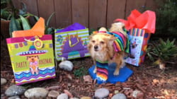 Let's Pawty!