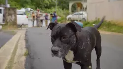 Puerto Rico Rescue Pups