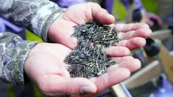 Why Manoomin Wild Rice Is So Expensive