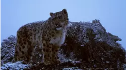The Secret Lives Of Snow Leopards