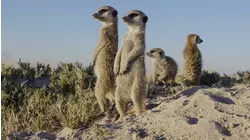 South Africa