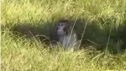 Monkeys Escape From Overturned Truck on Mississippi Highway