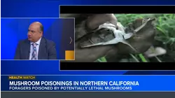 Doc Talk: The dangers of foraging wild mushrooms