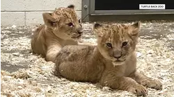 Help TODAY Name the New Lion Cubs at Turtle Back Zoo