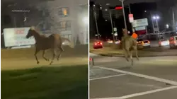 'Horse on the highway': Video shows stallion galloping near JFK Airport
