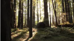 Redwood Forests of California featuring Stephen Stills, Plain White T's, Cat Stevens, and Brett Dennen