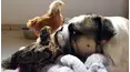Best Pets of the Month