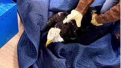 Jackie, Bald Eagle Who Rose to Fame Online, Dies After Illness