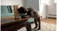 Best Pets of the Month