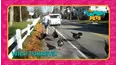 Countdown: The Funniest Pets