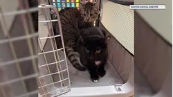 Three kittens abandoned in Easton