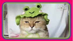 Funniest Pets of the Year So Far 2025