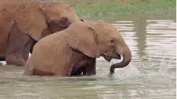 Elephant Rescue