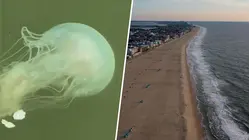 Jellyfish Swarms Bring Stinging End to Summer on East Coast