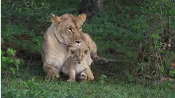 Lions and Hyenas