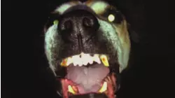 Animal Revenge/Almost Dead/Paranormal Prisoner