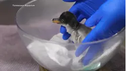 Tennessee Aquarium welcomes penguin baby boom