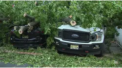 Large tree crashes down on Little Falls home, destroying parts of house and cars