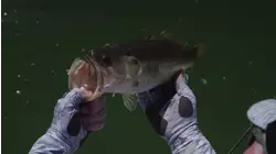 Reel Animals S14:E10 "Streamsong Bass"