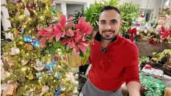 How to keep your poinsettia alive after Christmas