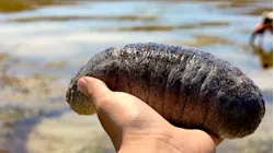 Why Sea Cucumbers Are So Expensive