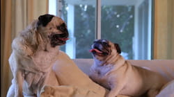 Primetime Pets | Ep. 1.12