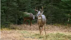 Back in Buck Country
