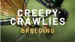 Creepy Crawlies - Breeding