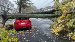 Fallen tree brings down wires in East Flatbush, causing outages