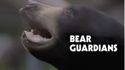Bear Guardians