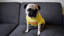 TPC That's My Pet | Pugs
