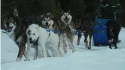 City of Dogs