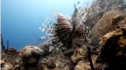 Asia's Coolest Creatures