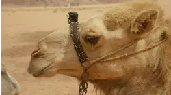 Survive