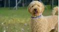 The Dog House Australia