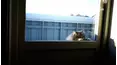 Best Pets of the Month