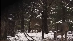 Rival Wild S6:E9 "Ground Attack"