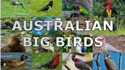 Australian Big Birds