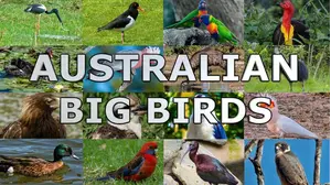 Australian Big Birds