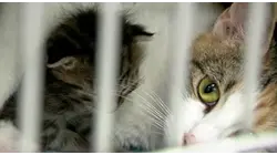 'We're holding our breath.' Stamford-based "Friends of Felines" in urgent need of foster homes for abandoned cats