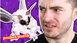 Real Vs. Fake Animals with CaptainSparklez