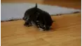 Animals Unscripted