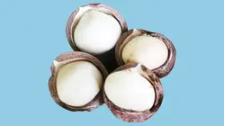 Why Macadamia Nuts Are So Expensive